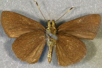 Media type: image;   Entomology 15331 Aspect: habitus ventral view